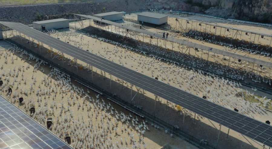 養鵝廢水處理方案及工藝設備講解 養鵝廢水處理方案及工藝設備講解