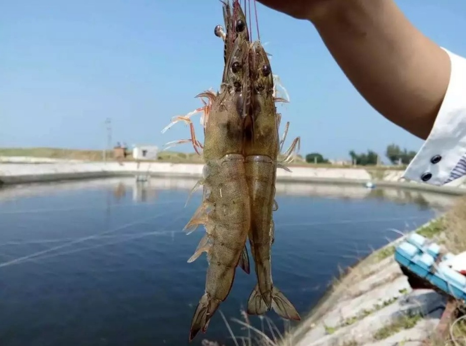 養(yǎng)蝦 養(yǎng)蝦